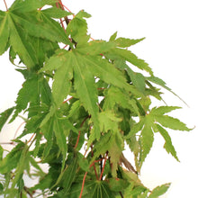 Load image into Gallery viewer, Japanese Maple, 5 Gal, Coral Bark

