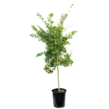 Load image into Gallery viewer, Japanese Maple, 5 Gal, Coral Bark
