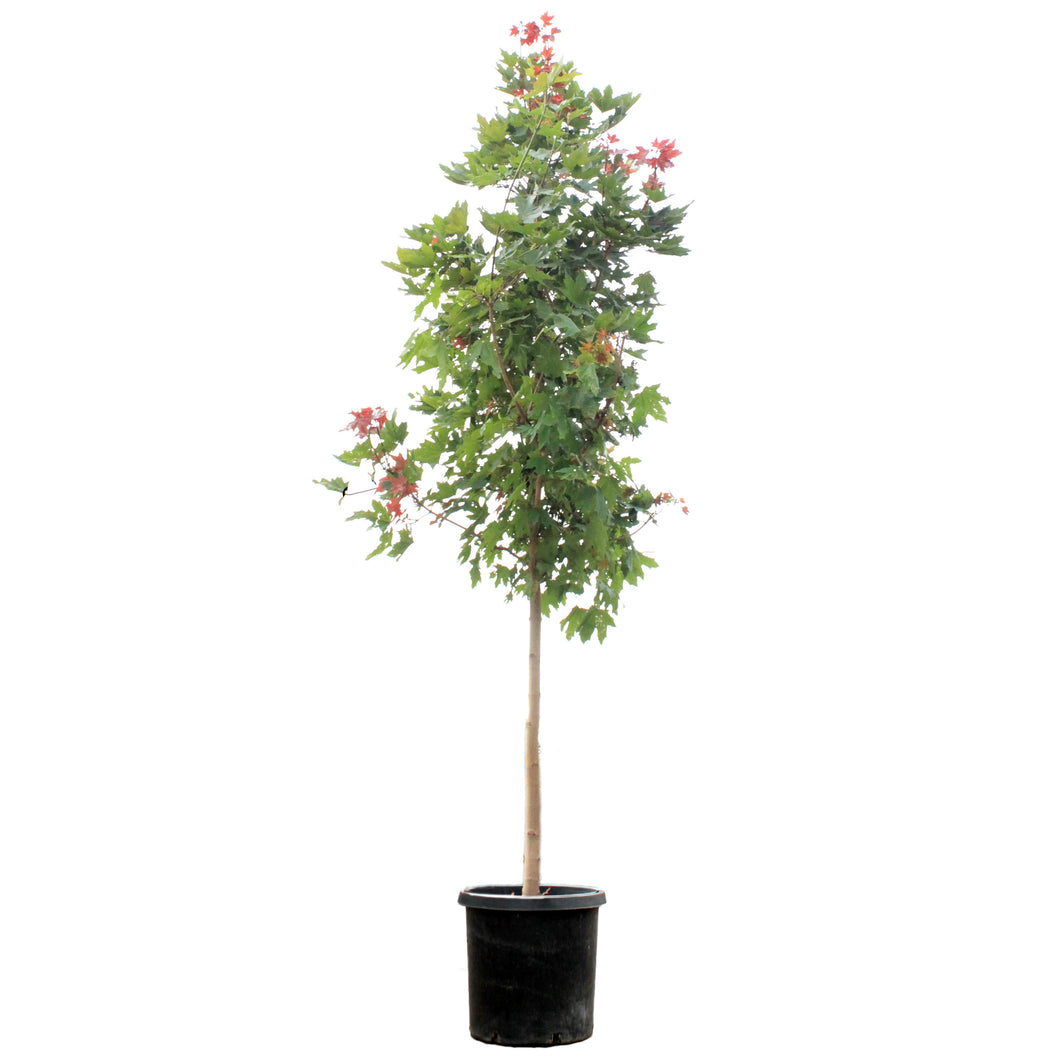 Japanese Maple, 10 Gal, Norwegian