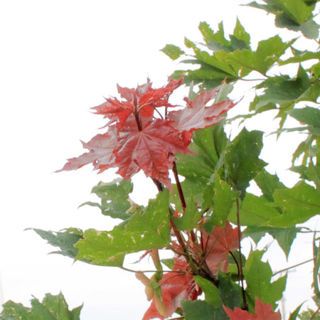 Japanese Maple, 10 Gal, Norwegian