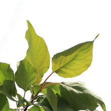 Load image into Gallery viewer, Apricot, 10 gal, Westcot
