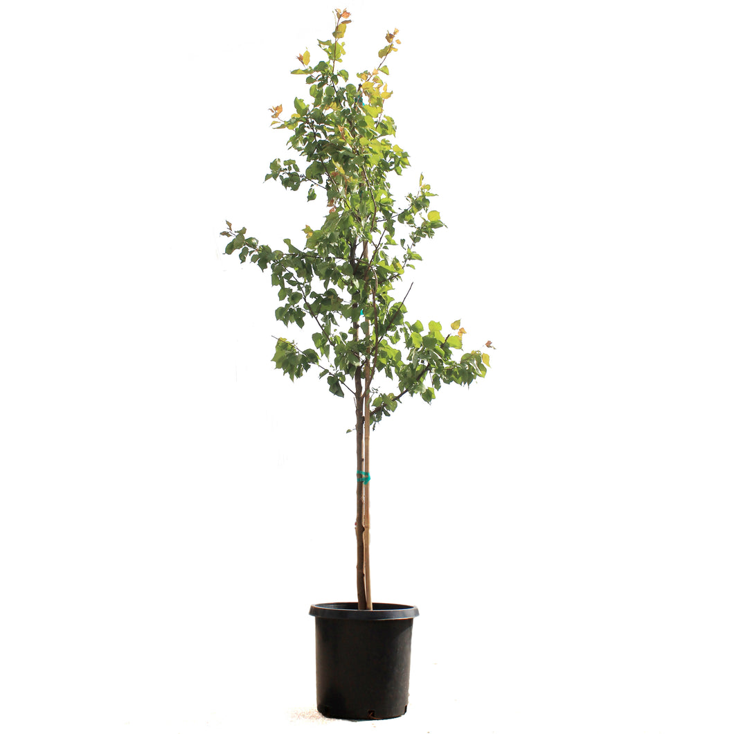 Apricot, 10 gal, Westcot