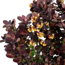 Load image into Gallery viewer, Barberry, 8in, Concorde Japanese Dwarf
