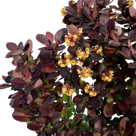 Barberry, 8in, Concorde Japanese Dwarf