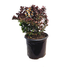 Load image into Gallery viewer, Barberry, 8in, Concorde Japanese Dwarf
