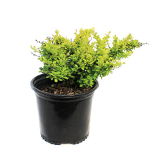 Load image into Gallery viewer, Barberry, 8 in , Sunsation® Japanese
