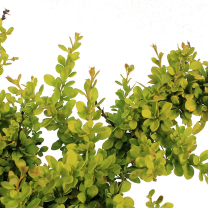 Barberry, 8 in , Sunsation® Japanese