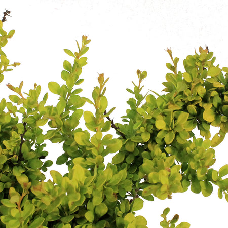 Barberry, 8 in , Sunsation® Japanese