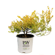 Birch, 8in, Cesky Gold™ Golden Treasure Dwarf