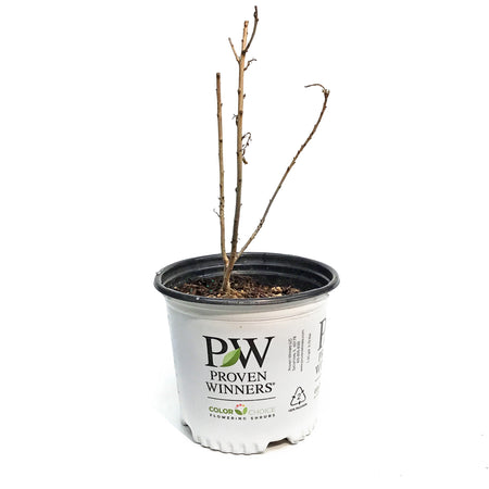 Smokebush, 8in, Winecraft Gold®