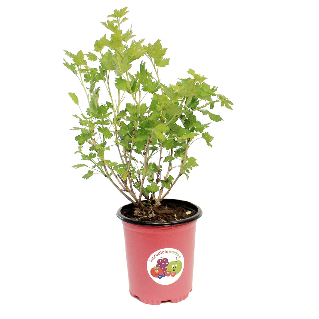 Gooseberry, 1 gal, Jahns Prairie