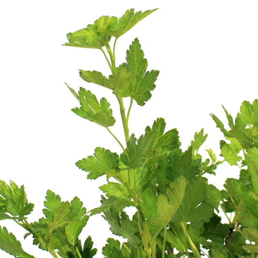 Gooseberry, 1 gal, Jahns Prairie