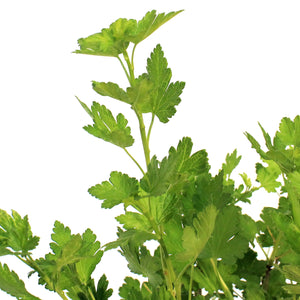 Gooseberry, 1 gal, Jahns Prairie
