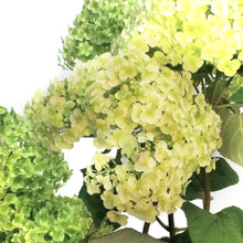 Load image into Gallery viewer, Hydrangea, 2 Gal, Invincibelle Sublime®

