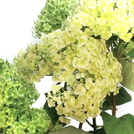 Hydrangea, 2 Gal, Invincibelle Sublime®