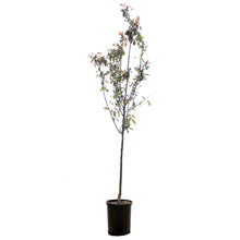 Load image into Gallery viewer, Crabapple, 5 gal, Flowering, Dark Knight®

