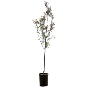 Crabapple, 5 gal, Flowering, Dark Knight®