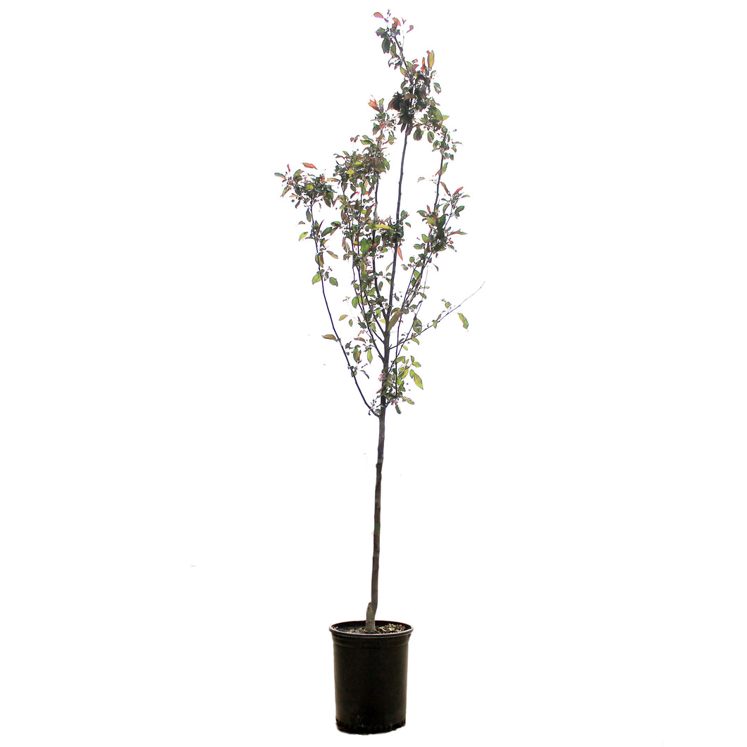 Crabapple, 5 gal, Flowering, Dark Knight®