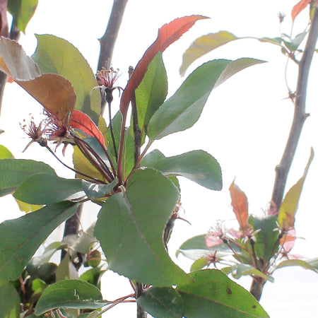 Crabapple, 5 gal, Flowering, Dark Knight®