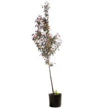 Load image into Gallery viewer, Crabapple, 7 gal, Flowering, Dark Knight®
