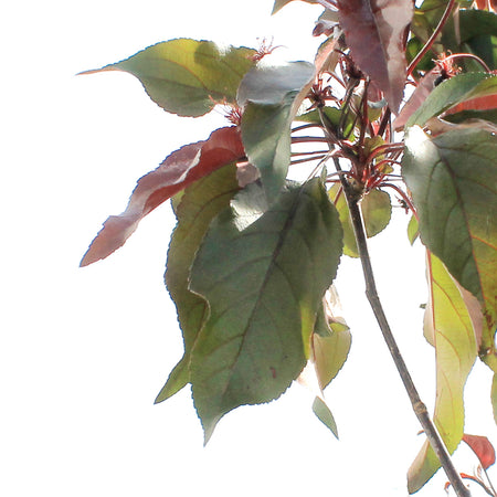 Crabapple, 7 gal, Flowering, Dark Knight®