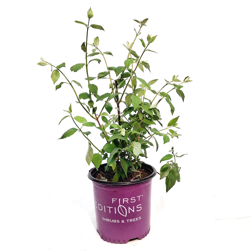 Mock Orange, 8in, Snow White