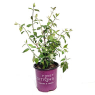 Mock Orange, 8in, Snow White