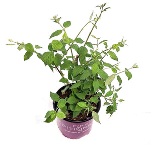 Mock Orange, 8in, Snow White