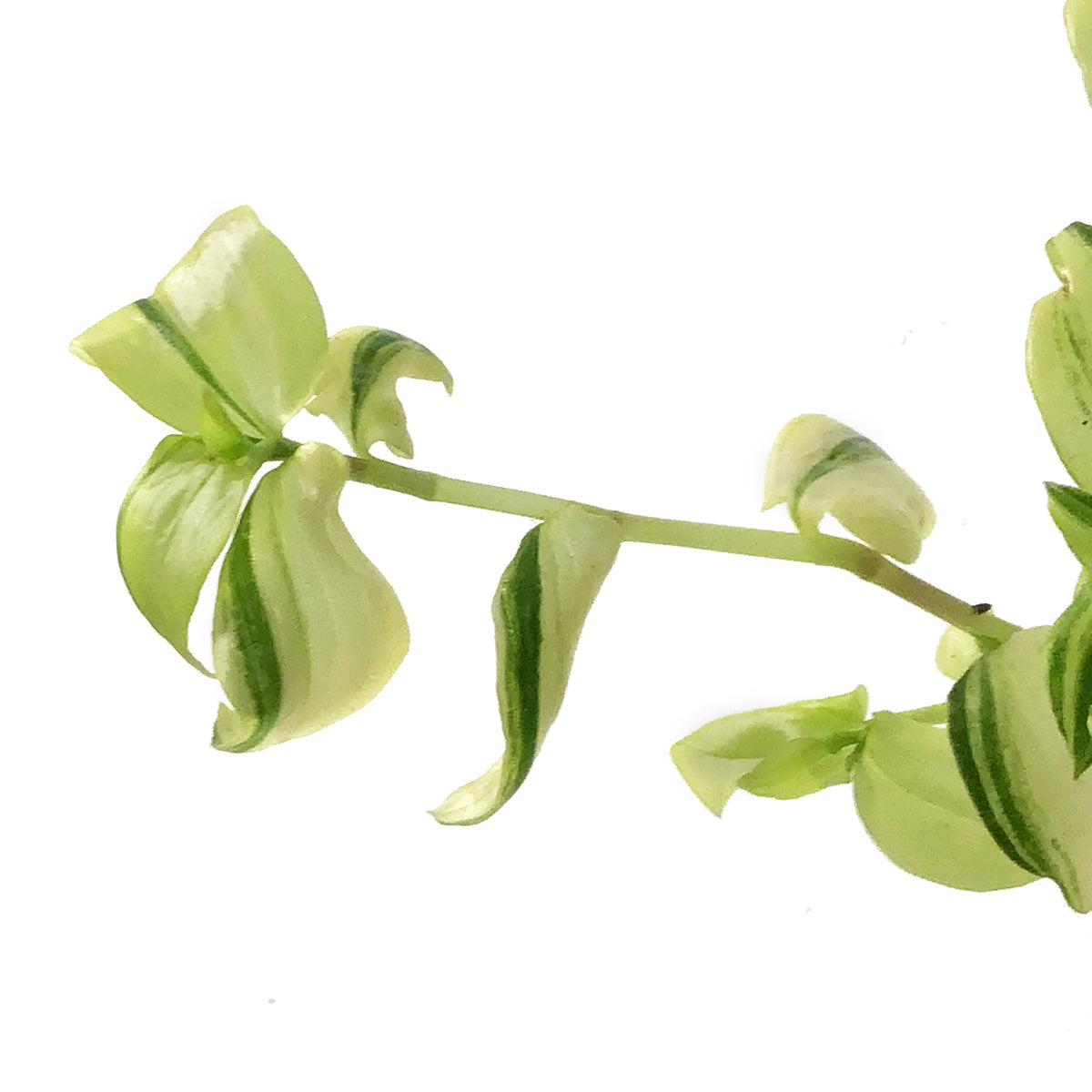 Tradescantia, 4in,Zebra Yellow