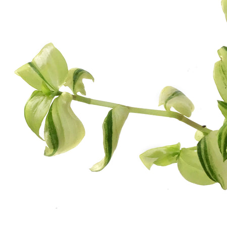 Tradescantia, 4in,Zebra Yellow