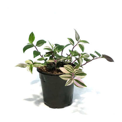 Tradescantia, 4in,Zebra Rainbow