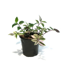 Load image into Gallery viewer, Tradescantia, 4in,Zebra Rainbow
