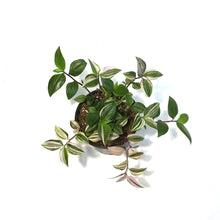Load image into Gallery viewer, Tradescantia, 4in,Zebra Rainbow
