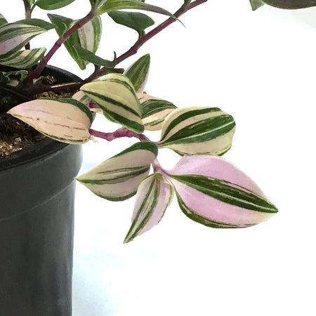 Tradescantia, 4in,Zebra Rainbow