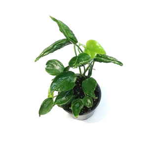 Pothos, 4in, Shangri La