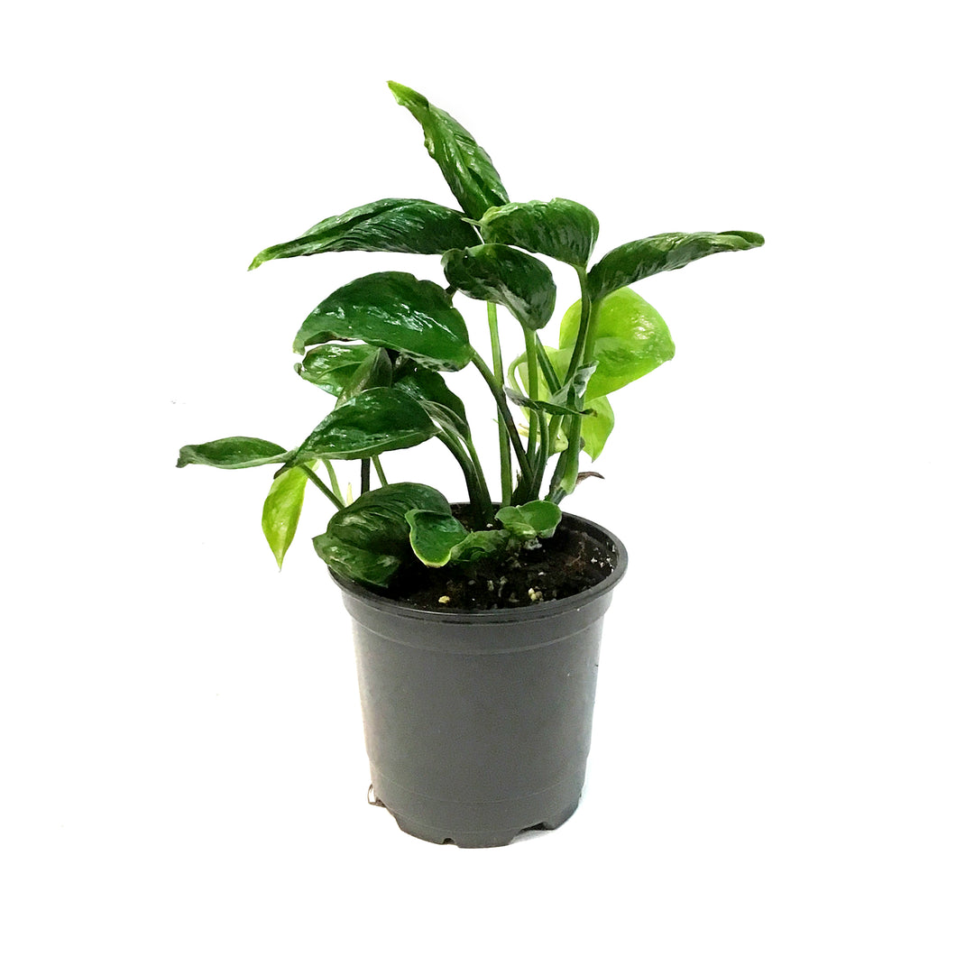 Pothos, 4in, Shangri La