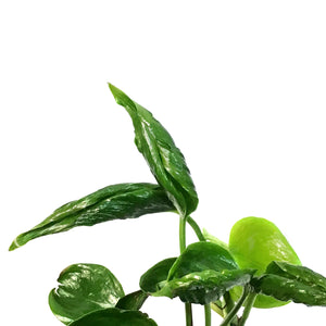 Pothos, 4in, Shangri La