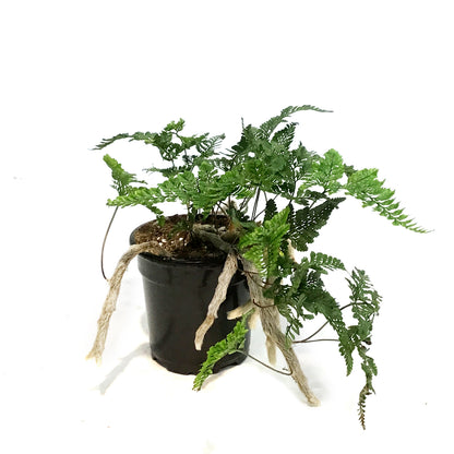 Fern, 4in, Cat Claw