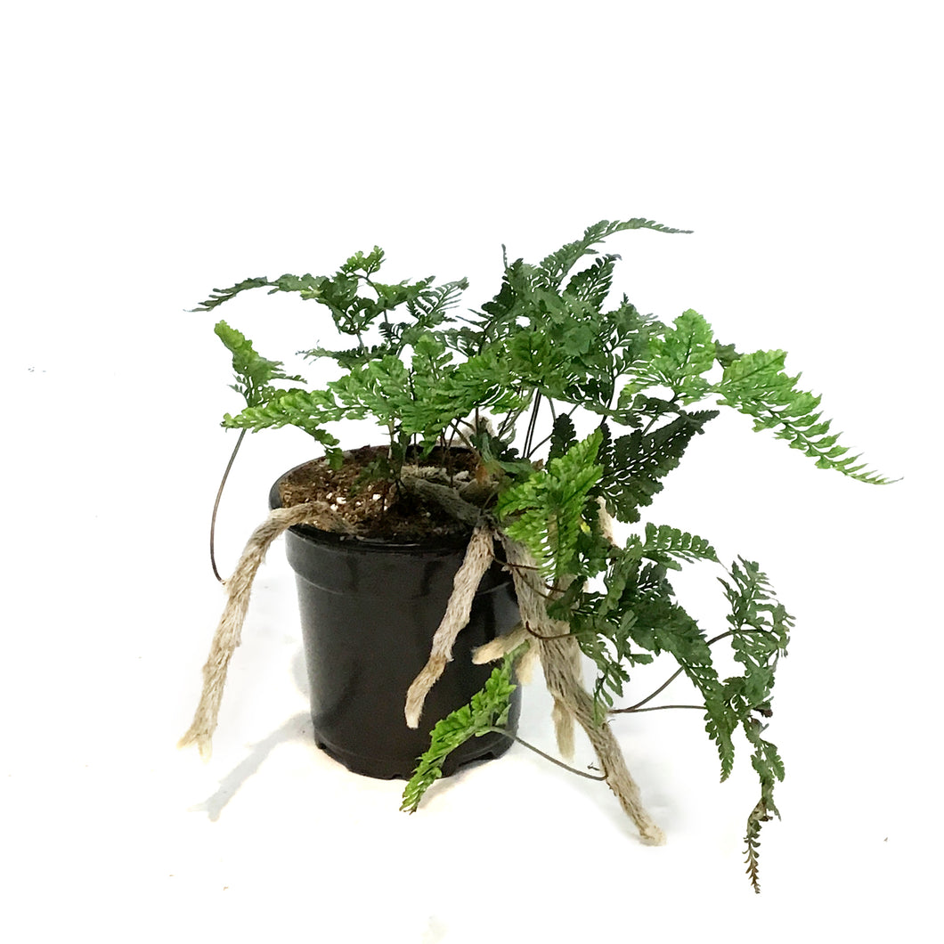 Fern, 4in, Cat Claw