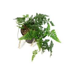 Load image into Gallery viewer, Fern, 4in, Cat Claw
