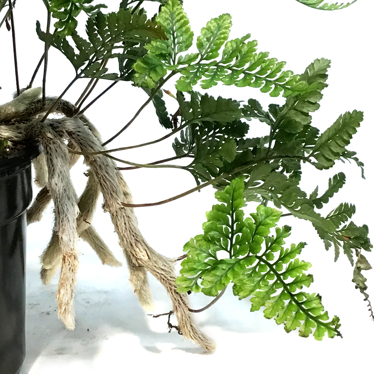 Fern, 4in, Cat Claw