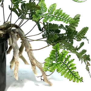 Fern, 4in, Cat Claw