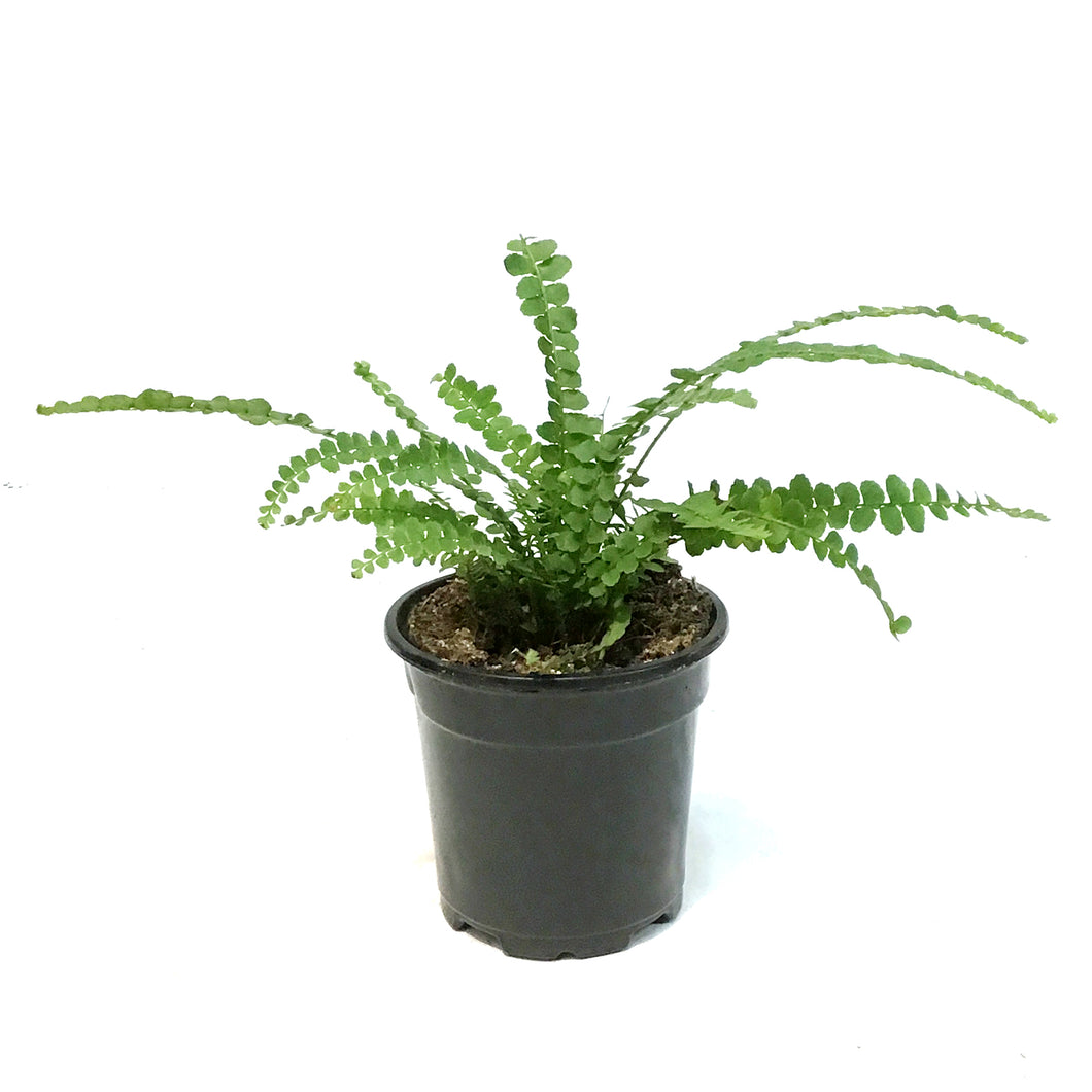 Fern, 4in, Lemon Button