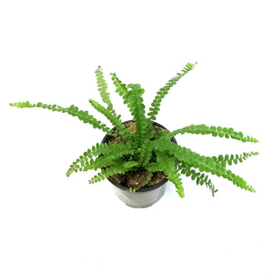 Fern, 4in, Lemon Button