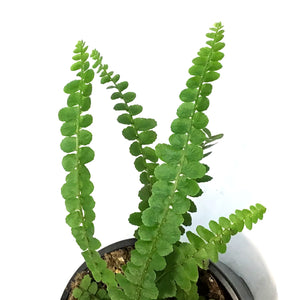 Fern, 4in, Lemon Button