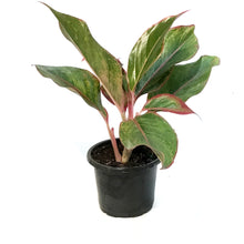 Load image into Gallery viewer, Aglaonema, 4in, Jasper Jones
