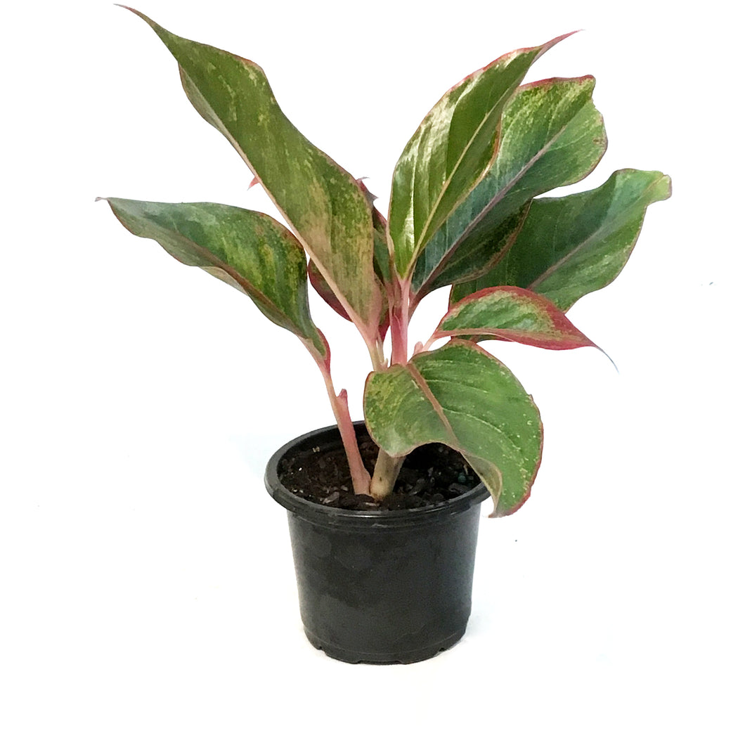 Aglaonema, 4in, Jasper Jones