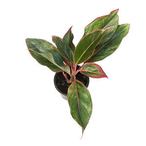 Aglaonema, 4in, Jasper Jones