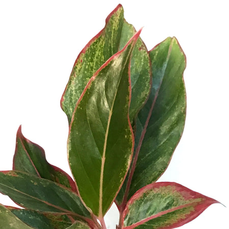 Aglaonema, 4in, Jasper Jones