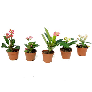 Cactus, 2.5in, Euphorbia milii Assorted